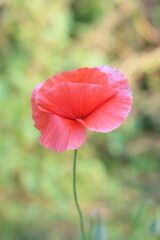A single vibrant red poppy flower stands tall on a thin green stem, its delicate petals softly unfurling against a dreamy, blurred backdrop of green foliage © Mateusz