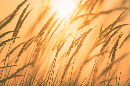 Wild grass in the autumn forest against the yellow sky at sunset. Beautiful autumn nature background. Selective focus