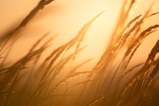 Wild grass in the autumn forest against the yellow sky at sunset. Beautiful autumn nature background.