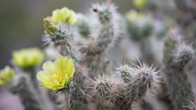 Cactus flowers are blooming in Anza Borego State Park located in southern California showcasing springs beauty in the desert.