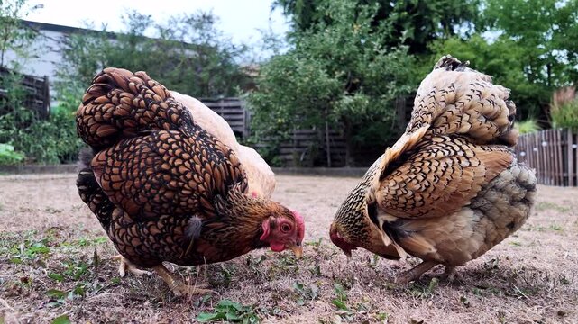 Drei Haush&uuml;hner fressen im Garten Mehlw&uuml;rmer in Zeitlupe, 8x
