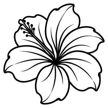 Beautiful Hibiscus Flower Floral Illustration