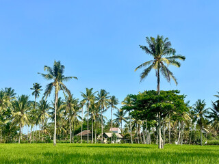 Coconut palm trees growing along green rice fields under clear blue sky in rural village landscape © Yurian