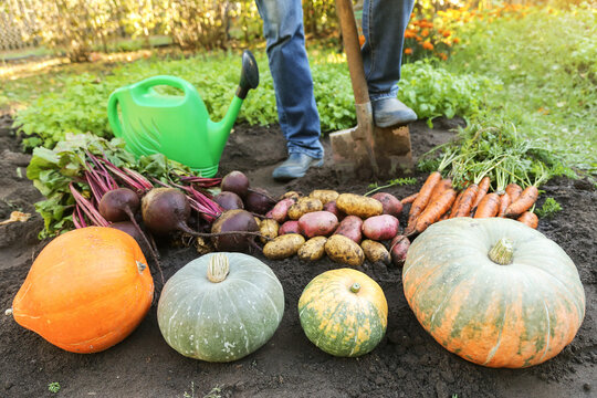Vegetable harvest in veget garden. Farmer harvesting different organic vegetables, farming