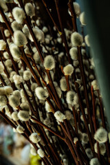 Close Up of Blooming Pussy Willow Branches in Spring © Gumgumlab