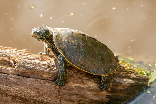 Northern Map Turtle