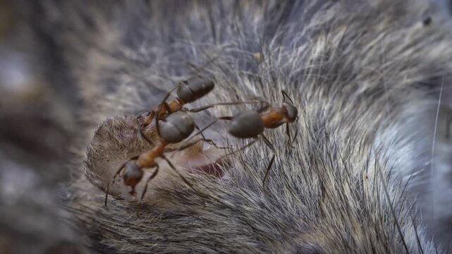 The circulation of dead organisms in nature. Ants eat a dead mouse. Survival, laws of nature.