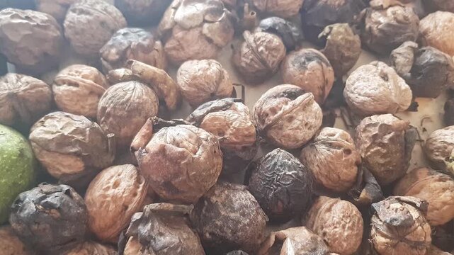 An intimate close-up of whole walnuts reveals some retaining their natural shells and others with shells removed, emphasizing the distinctive texture and warm, earthy tones throughout.