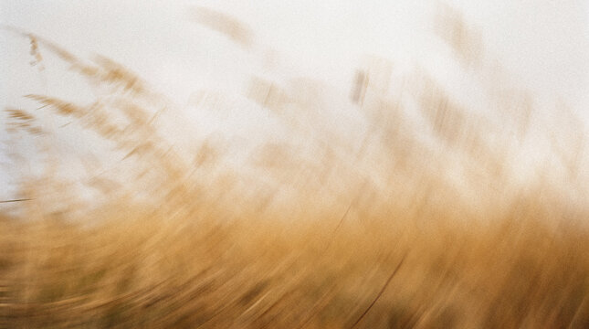 Warm abstract floral motion blur of golden meadow grasses moving across a soft cream background, evoking a peaceful late summer landscape with an airy artistic feel