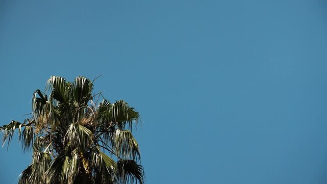 Green palm tree crown rises against a clear deep blue sky. Tropical foliage and large copy space create a simple summer nature background