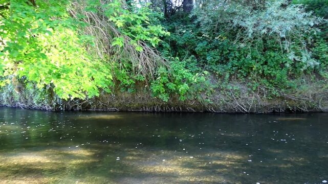 A calm forest river flows slowly past a steep bank covered with dense greenery and hanging tree branches. Bright sunlight breaks through leaves, creating beautiful reflections on the clear water surfa