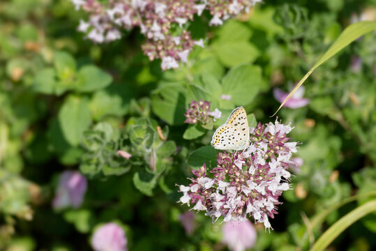 Male Sooty Copper (Lycaena tityrus) butterfly sitting on a pink flower in Zurich, Switzerland