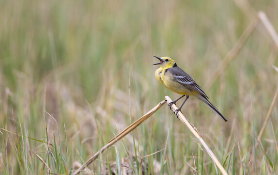 Citrine Wagtail - male bird at a wetland in spring