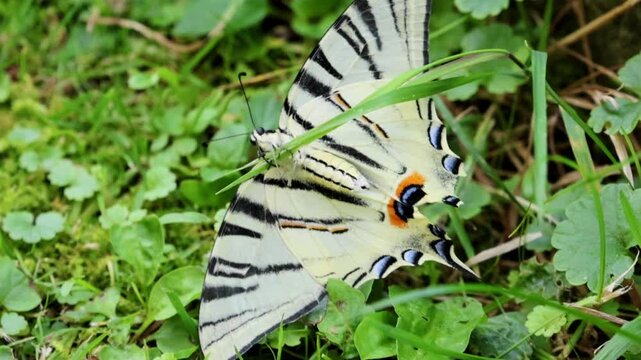 Striking white and black butterfly rests on grass. Its wings display bold stripes and vivid orange markings. It flutters gently, revealing a delicate, patterned design