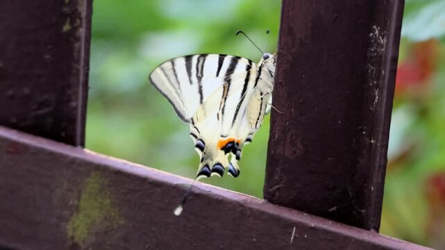 A beautiful butterfly is climbing up a wooden fence post. Its white and black wings flutter gently. A soft shade of green highlights the natural background. The butterfly gradually turns so that its b