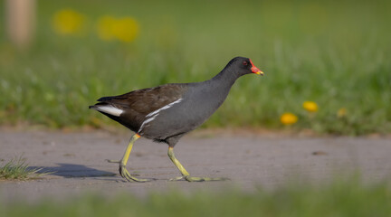 Obraz premium The common moorhen - adult bird in spring