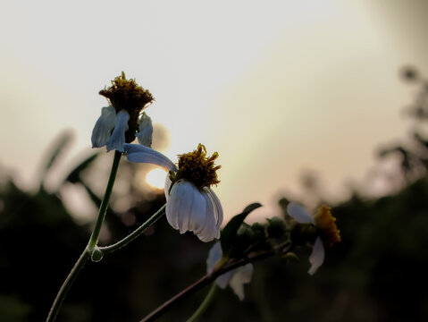 Close-up shot of blooming Bidens pilosa wildflowers with delicate white petals and yellow centers backlit by the warm glowing sun at golden hour