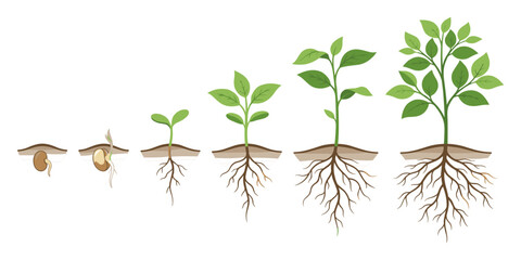 Fototapeta premium Plant Growth Cycle Diagram Vector Set Seed Germination Sprout Tree Clipart