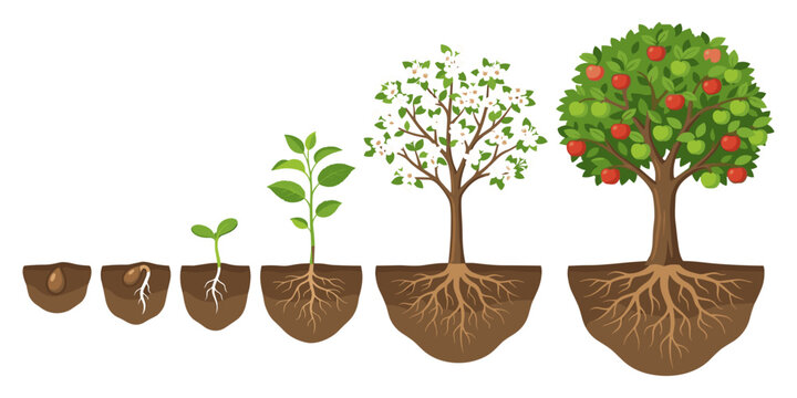 Apple Tree Growth Cycle Diagram Vector Set Seed Germination Blossom Fruit Clipart