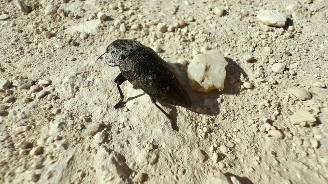 A unique Capnodis jewel beetle crawls slowly across the dry, sunlit soil in Crimea. The tiny creature inspires a quiet sense of curiosity and peaceful wonder.