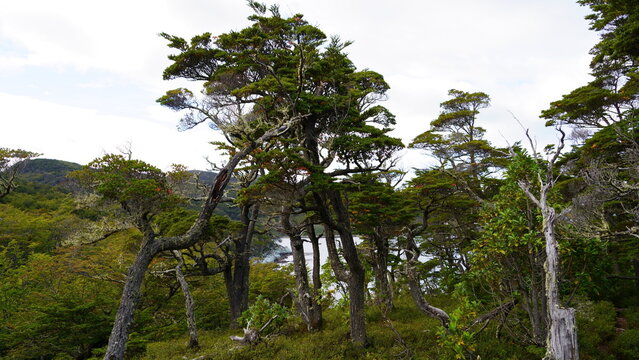 Wind-sculpted southern beech trees overlooking the rocky coastline and pristine waters inside Tierra del Fuego National Park near Ushuaia, Argentina