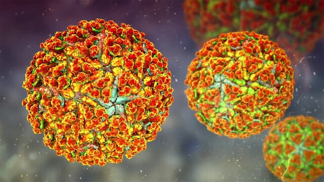 Chikungunya virus particles, 3D animation showing enveloped spherical virions with surface protein lattice structure, drifting in fluid with subtle motion.