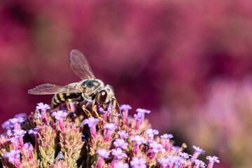 Bee-Like Hoverfly Feeding on Purple Verbena Flowers © Boglrka