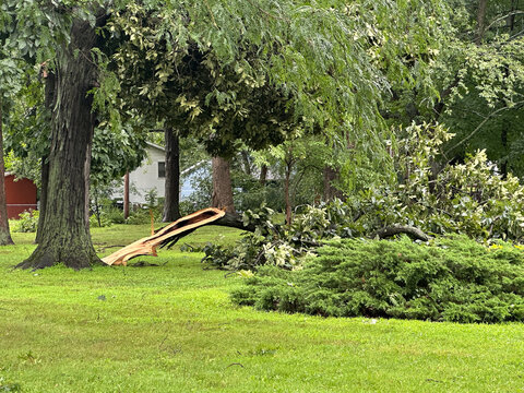 Broken tree in a park after a tornado in Northwest Indiana 