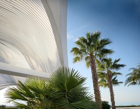 palm trees under modern white architectural canopy