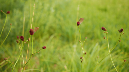 Sanguisorba officinalis great burnet Phengaris nausithous dusky large blue maculinea nausithous butterflies butterfly Lepidoptera Lycaenidae gossamer winged brown wings eyespots ocelli antennae egg © Tomas Vynikal