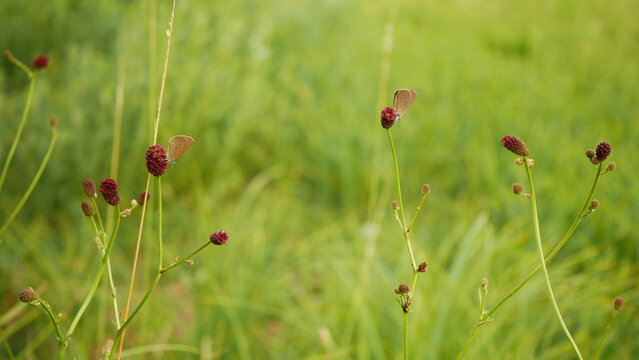 Sanguisorba officinalis great burnet Phengaris nausithous dusky large blue maculinea nausithous butterflies butterfly Lepidoptera Lycaenidae gossamer winged brown wings eyespots ocelli antennae egg