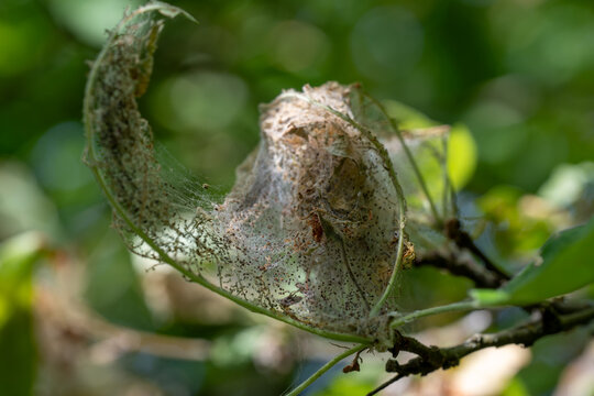 Extreme close-up shot showing the dense silk web construction and caterpillar frass on tree foliage.