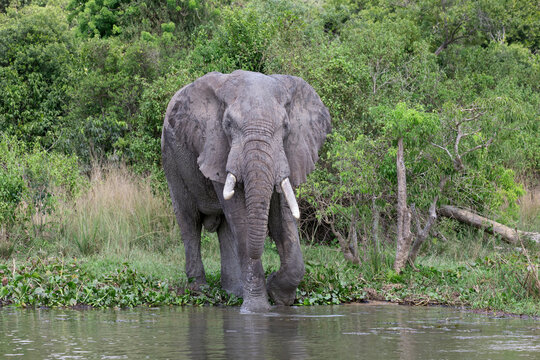 Elephants on safari in Amboseli National Park, Kenya, Africa