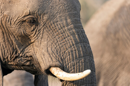 Close up of an Elephant head in the Kruger National Park, South Africa.