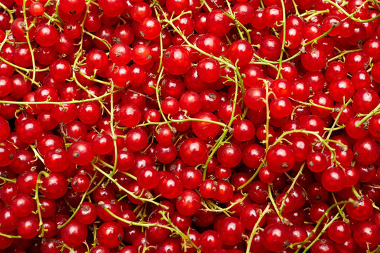 Red currant berries clustered together on green stems, showcasing their vibrant color and glossy surface, ideal for culinary use or decoration in various dishes