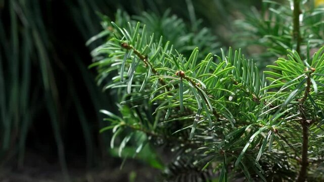 Fir is a coniferous tree with flat needles.