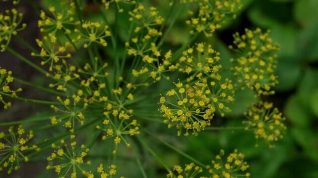 Close-up of dill inflorescence. Small yellow flowers of dill plant growing on a garden bed. View from above.