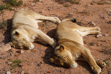 Aquila Nature Reserve - Lion twins © Gerald