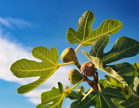 ripe fruit on fig tree and blue sky ficus carica moraceae