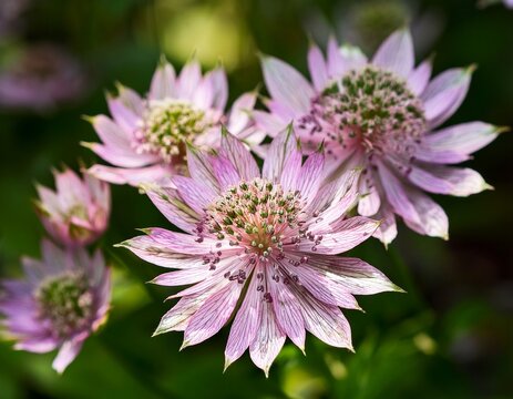 great masterwort flowers astrantia major blooming in a garden