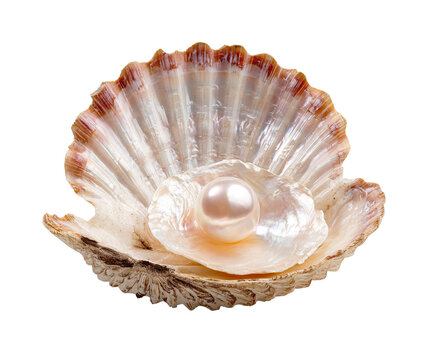 Beautiful natural pearl resting inside open seashell, showcasing its iridescent luster and delicate beauty within the textured layers of a scallop shell.