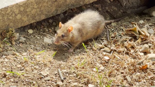 A small rat peeks timidly from under a concrete ledge in Simferopol, Crimea. The cautious rodent watches the dusty ground with alert curiosity. The scene feels tense and uneasy.