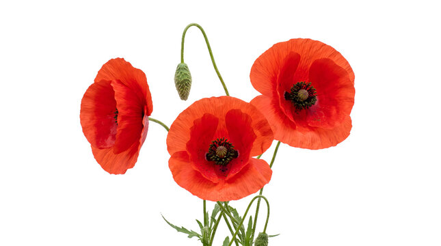 Red Poppy Flowers with Green Stems and Bud Isolated on White Background PNG Transparent File Wildflower Floral Bouquet Concept Photography.