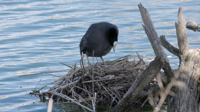 A coot sits on a nest made of twigs in the water, surrounded by shimmering water and a peaceful natural setting.