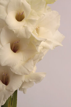 Close-up white, beige cream gladiolus Flower bud Petals, pistil; stamen bouquet. Natural art light background.