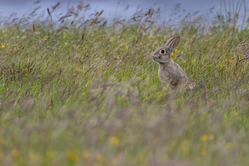 Wachsamkeit ist lebenswichtig für ein Wildkaninchen (Oryctolagus cuniculus), denn sie haben viele Fressfeinde, niedlich, Juni, Büsum, Deutschland © Helge
