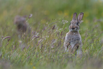 Die Samenstände der Gräser scheinen dem Wildkaninchen (Oryctolagus cuniculus) besonders gut zu schmecken, niedlich, Juni, Büsum, Deutschland © Helge