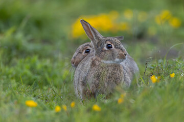 Zwei junge Wildkaninchen (Oryctolagus cuniculus) suchen gemeinsam auf einer Wiese nach Nahrung, niedlich, süss, Tierkinder, Juni, Büsum, Deutschland © Helge