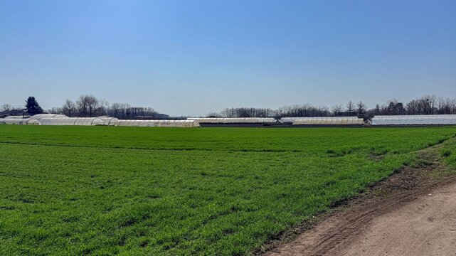 Vast open green field under clear bright blue sky, suggesting agricultural potential or natural tranquility, perfect for seasonal backdrop shots of farming life