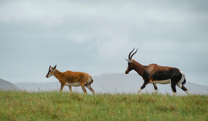 Waterbuck antelope and kalf/baby walking freely in the grass in South Africa © Veronika Stuksrud